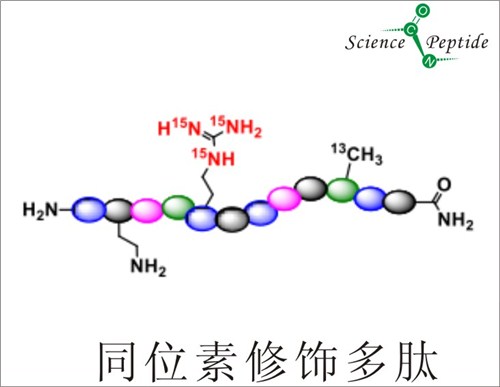 N15 Ala同位素标记多肽/同位素标记多肽正规厂家/科肽供